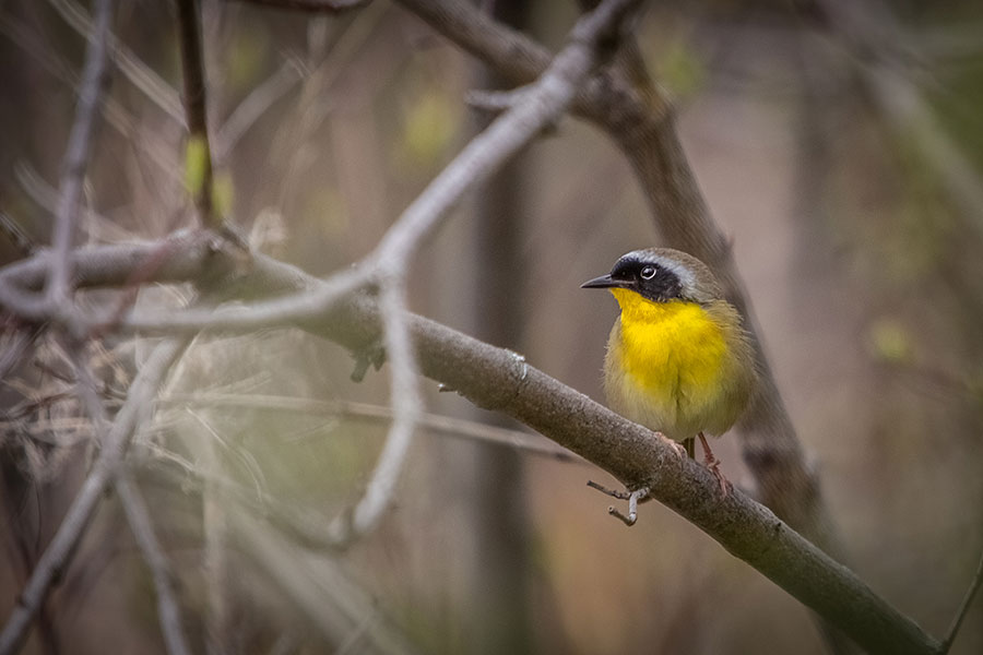 common yellowthroat bird