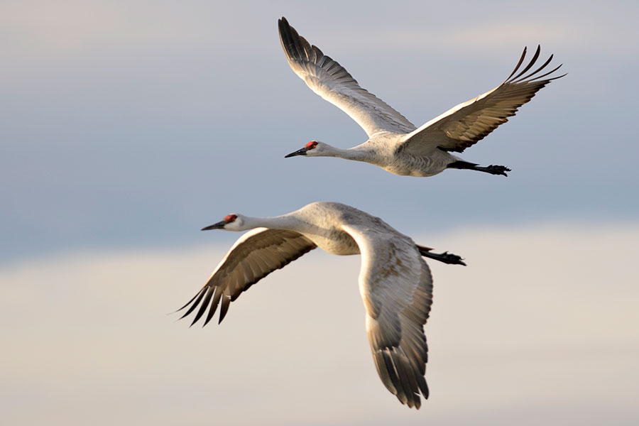 sandhill cranes flying