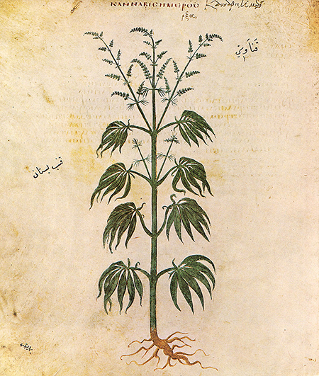illustration of cannabis sativa