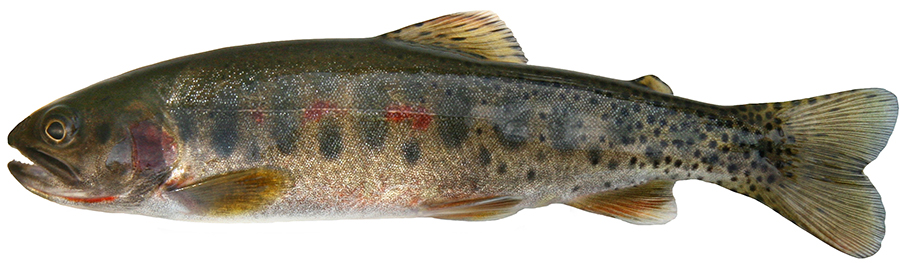 westslope cutthroat trout