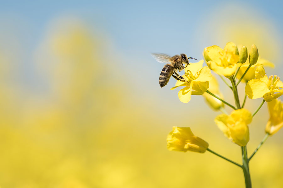honey bee in a canola flower