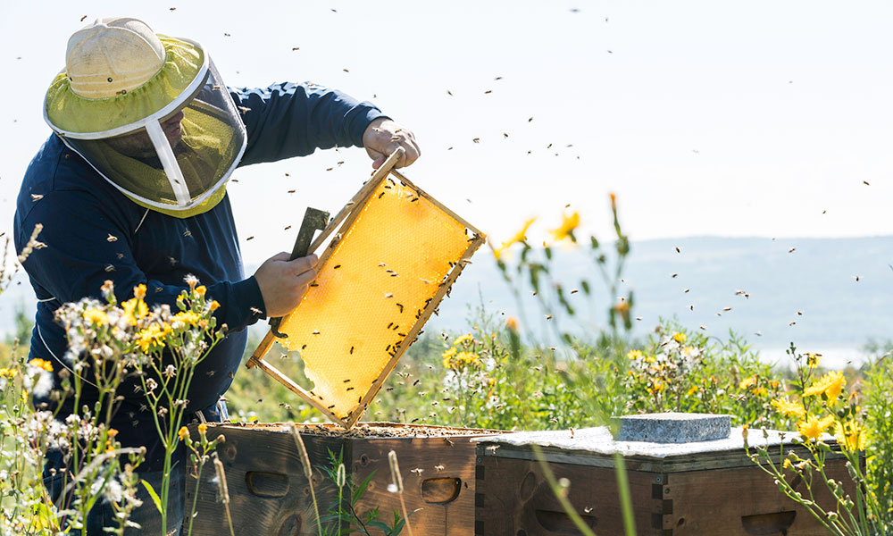 beekeeper holding foundation with bees flying around