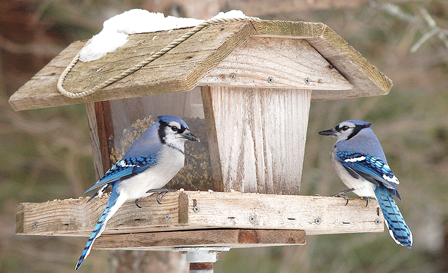 bird feeder with blue jays