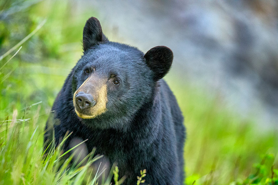 black bear in Alberta