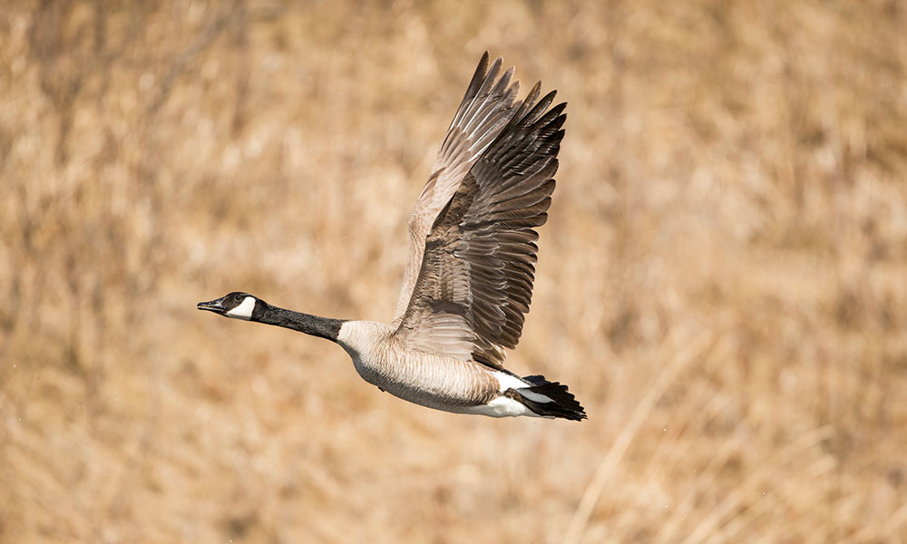 photo of a canada goose in flight, wings raised