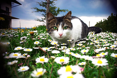 cat in garden