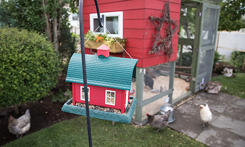 the fancy chicken coop at the Kostiuks' home in Edmonton, Alberta