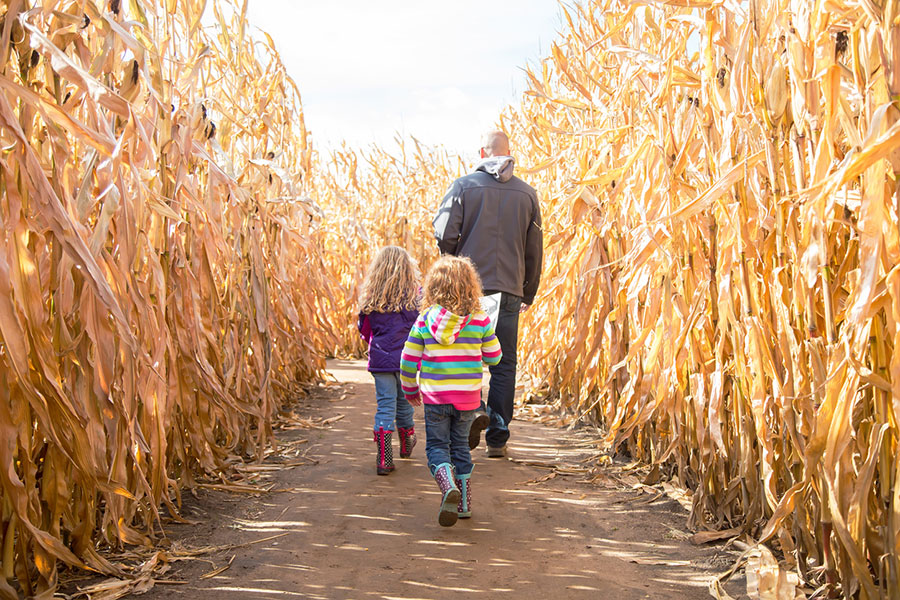 family walking through a corn maze