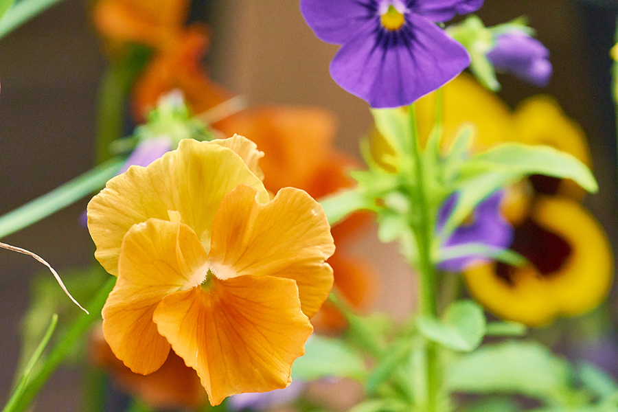 pansies growing at NAIT's on-campus culinary garden