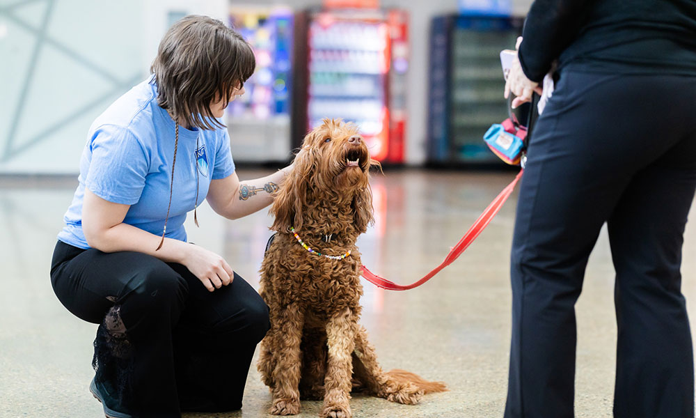 a woman in a blue t-shirt and black pants crouches beside a medium-sized shaggy brown dog. the dog is on a red leash