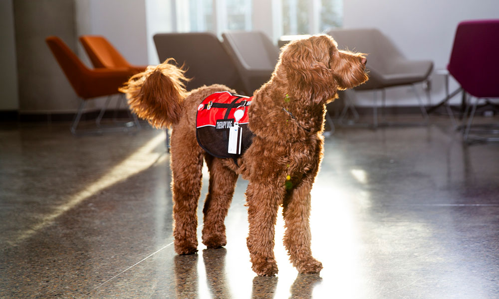 A medium shot of a brown dog with curly fur standing on a polished floor, facing to the right. The dog has a long tail and is wearing a black harness with red accents and a white tag. The background is a blurred office space with several chairs in various colors.