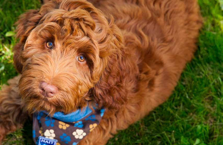 A medium shot of a brown dog with curly fur lying on green grass, looking directly at the camera. The dog has a light brown nose and light-colored eyes. It is wearing a blue bandana with brown paw prints and the word "NAIT" in white on the lower left corner.