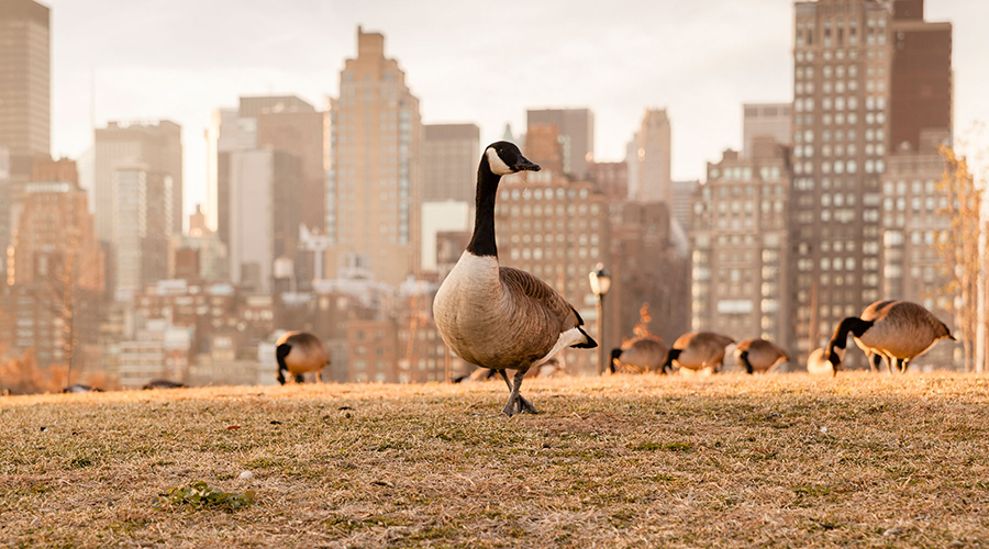 geese in the city