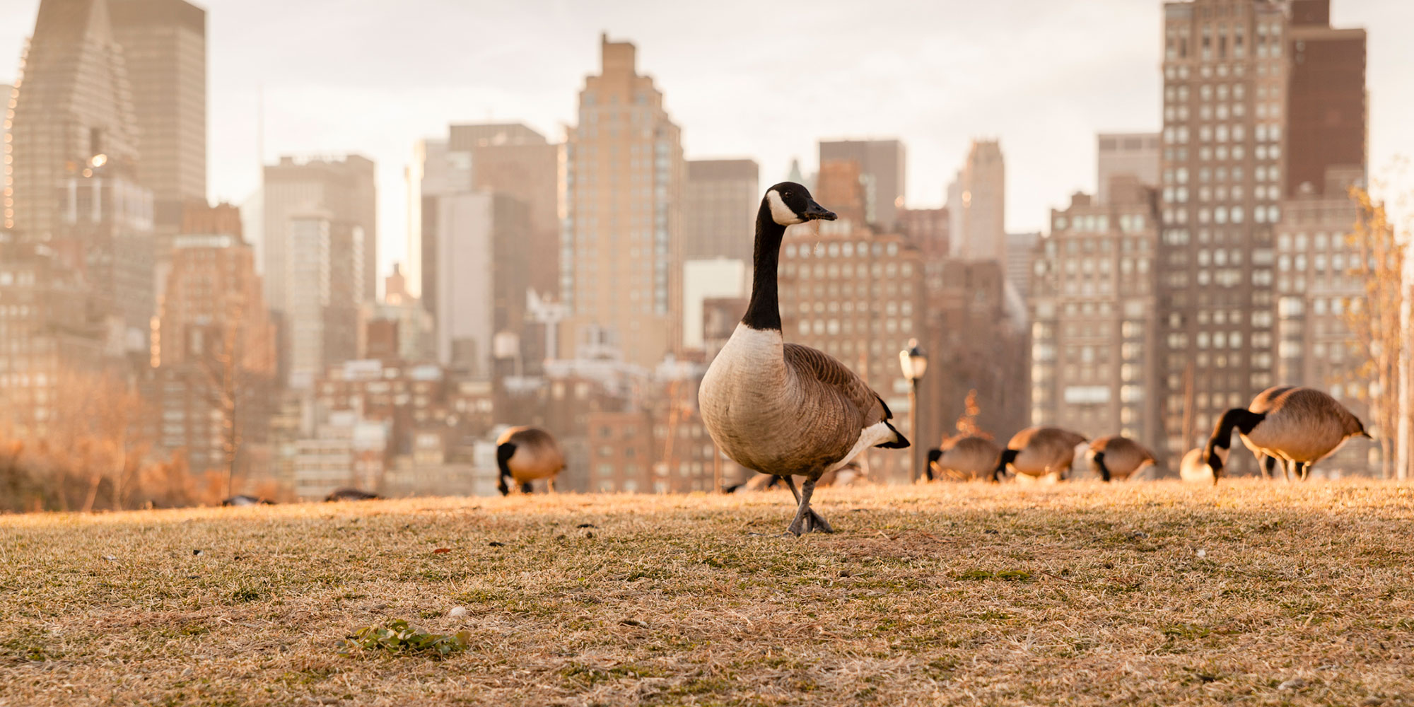 Canada goose hotsell bird honking