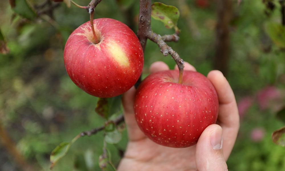 hand picking a red apple from a tree branch