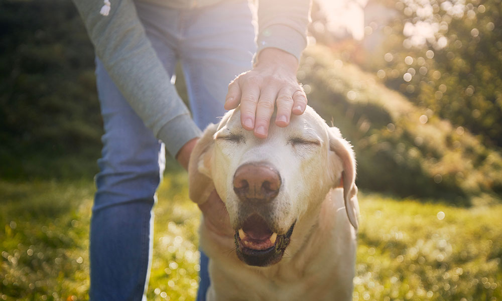 A person pets a Labrador Retriever on the head with one hand while gently holding its face with the other. The dog has its eyes closed and mouth slightly open, seemingly enjoying the affection. The background features a grassy area with sunlight filtering through trees.