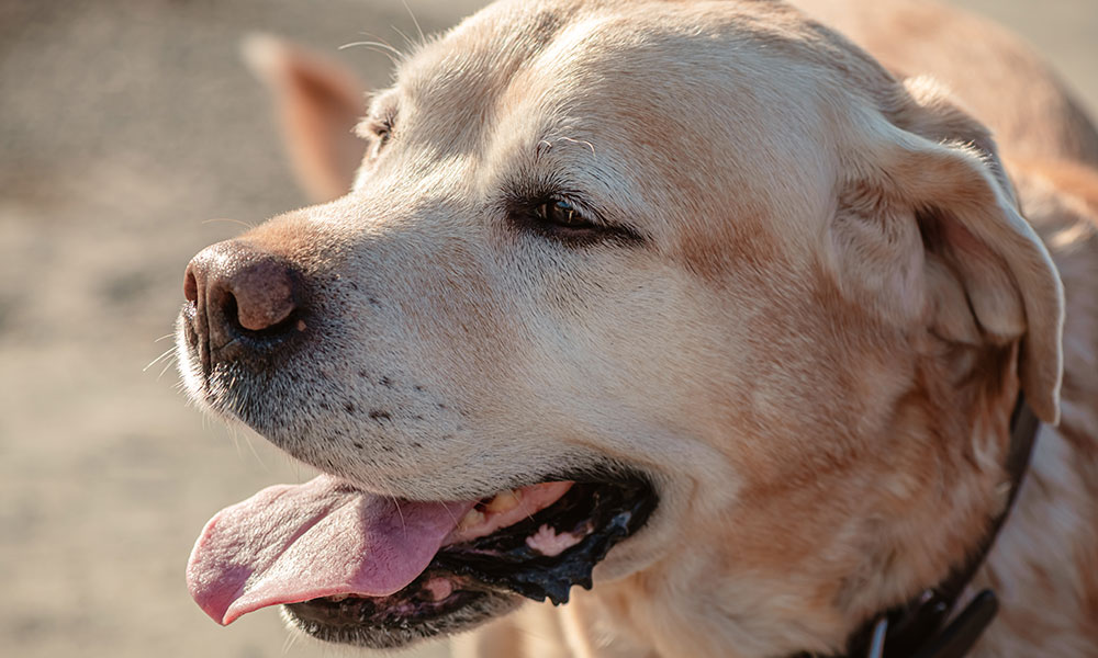 Close-up of a dog's face, focusing on its nose and mouth. The dog has its tongue out and appears to be panting. The background is blurred and indistinct.