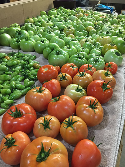 perry michetti's tomatoes