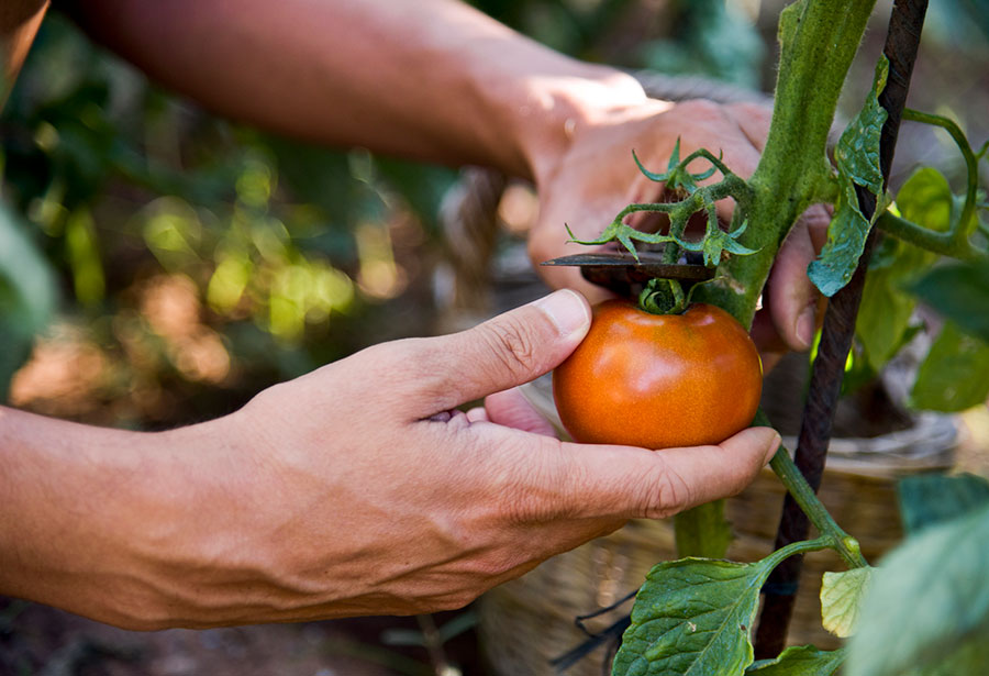 man picking tomato