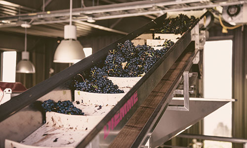 pinot noir grapes harvested and heading to fermentation