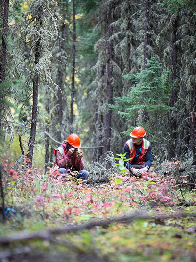 Researchers identify plants in the boreal forest