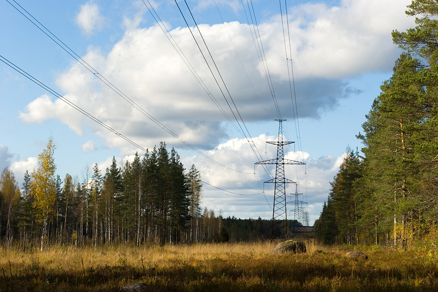 power lines running through a forest