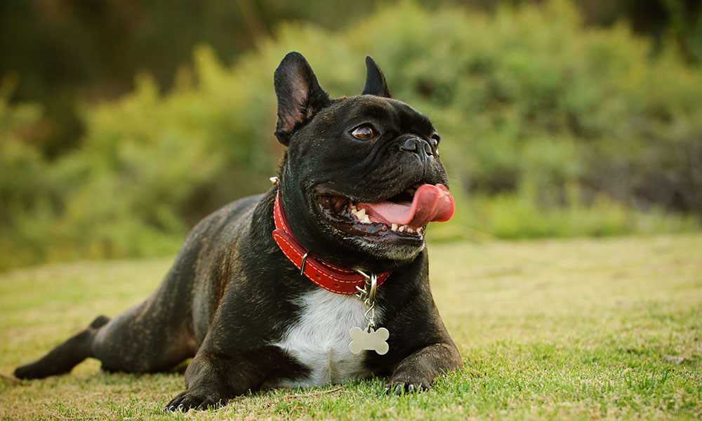 A French Bulldog lies on the grass with its tongue out, wearing a red collar with a bone-shaped tag. The background includes greenery and blurred foliage.