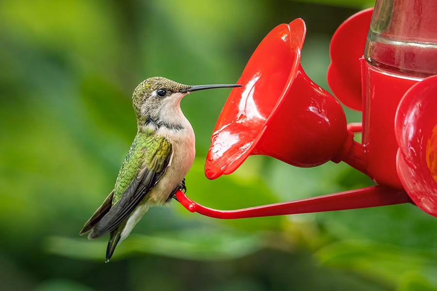 ruby throated hummingbird at feeder