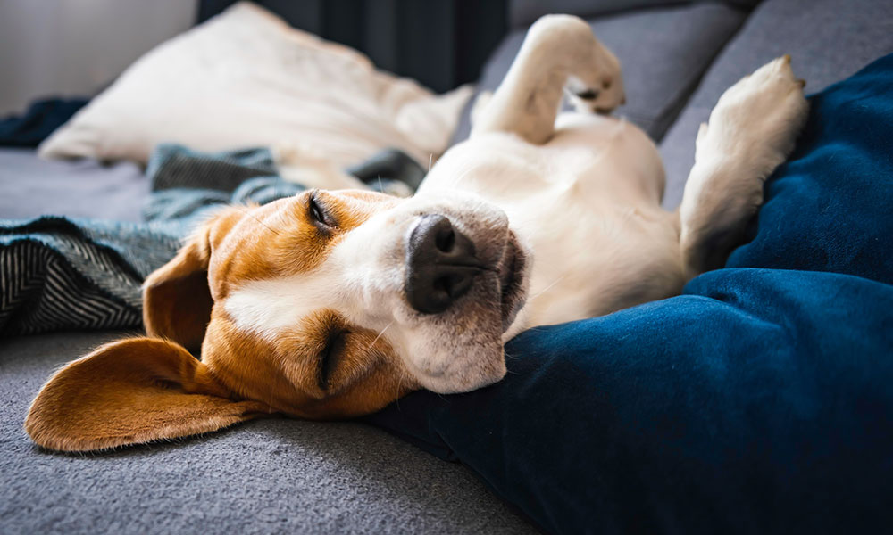 A beagle dog lies on its back on a couch, eyes closed and ears flopped to the sides. It rests comfortably on a blue pillow, surrounded by other pillows and blankets in the background.