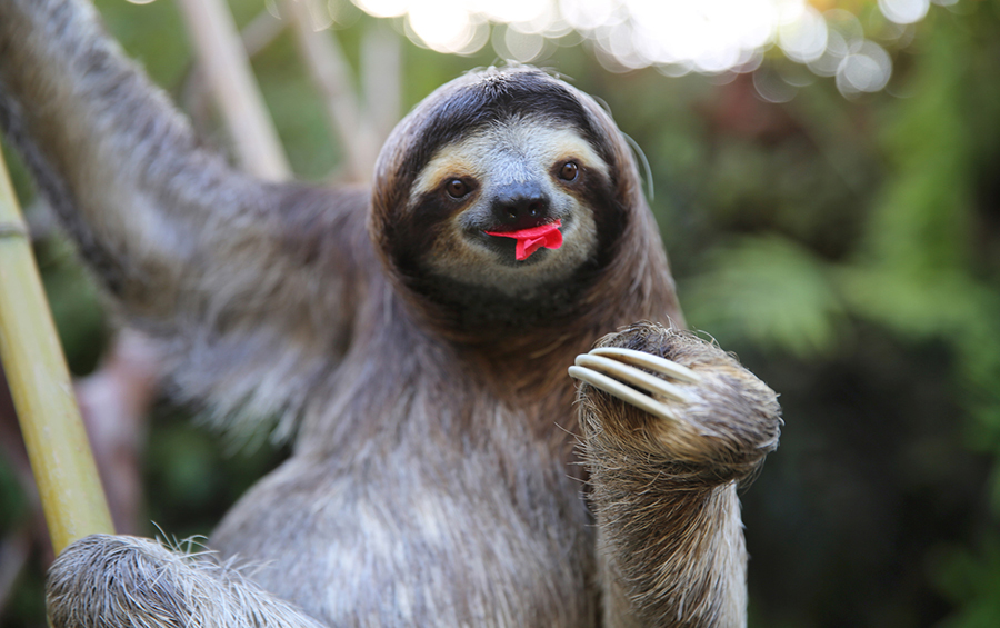 sloth eating