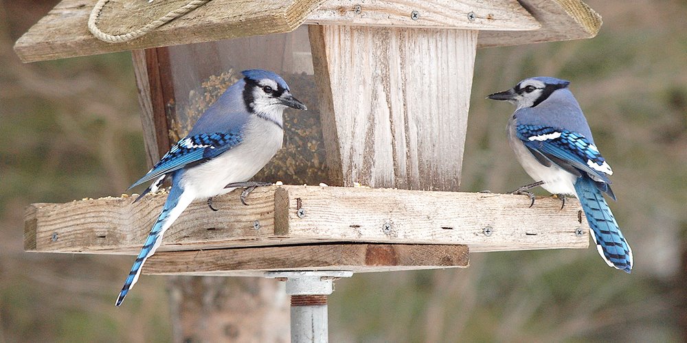 two blue jays at a feeder. the feeder is has a wooden roof and short sides, while the long slides are see-through, revealling a pile of seeds