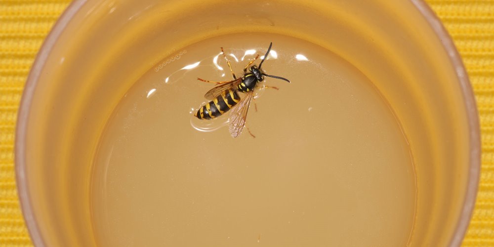 dead wasp floating in a glass