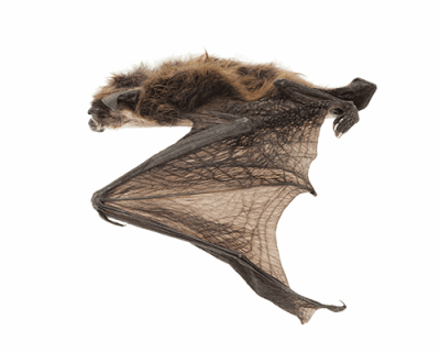 little brown bat, an endangered species in Canada