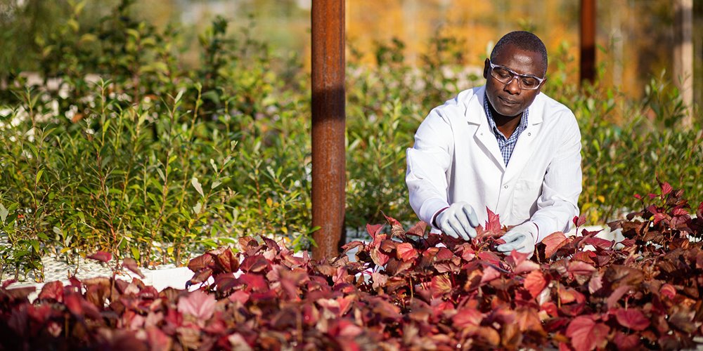 jean-marie sobze, researcher at NAIT's Boreal Research Institute, tending some plants