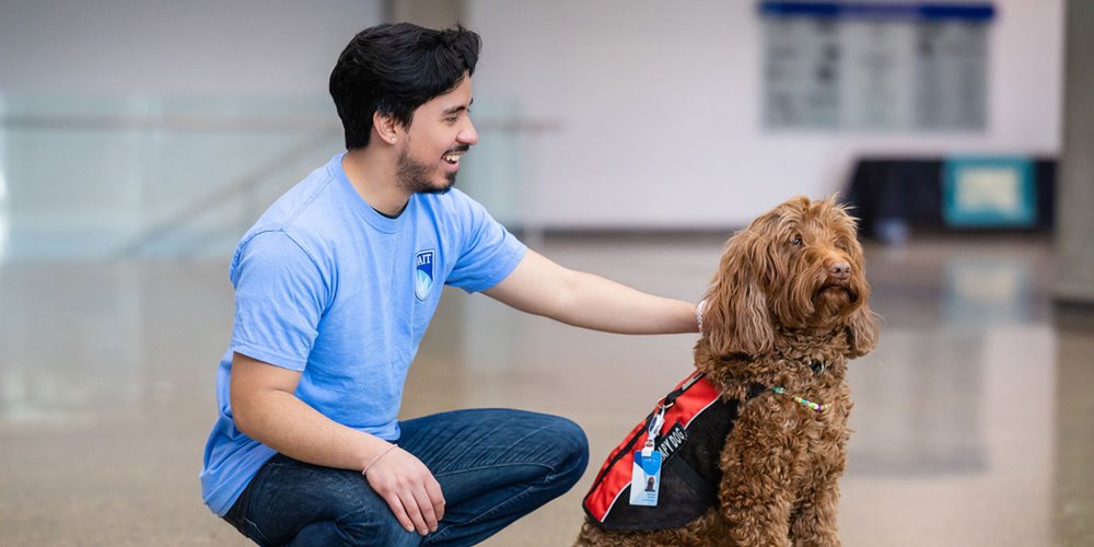 a young man in a blue shirt crouches and pets a service dog that has curly brown hair and wears a red vest