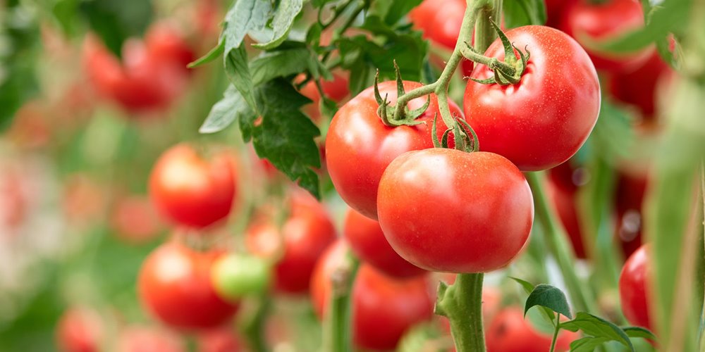close-up of three ripe tomatoes still on the vine