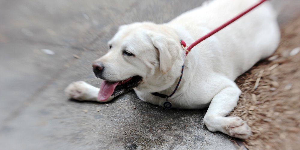 White dog lying on a concrete surface with a red leash attached, panting with its tongue out; mulch or wood chips visible in the background.