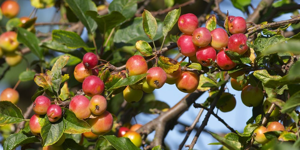 photo of crabapples on a tree branch