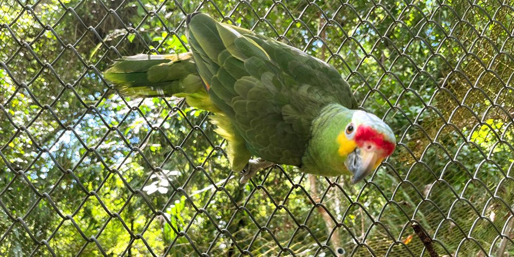 photo of a green parrot with a yellow and red head clinging to a chain link fence and looking at the camera